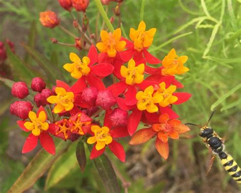 Milkweeds: Plant Care and Collection of Varieties - Garden.org