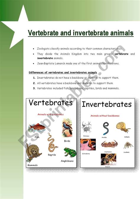 Invertebrate Worksheet For Kids