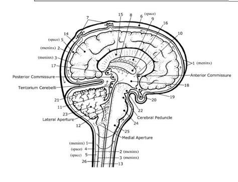 Sagittal Brain Diagram Quizlet