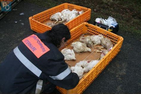 Saint Colomban Le camion transportant 6 000 poulets se couche au fossé