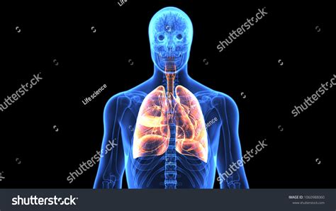 Human Body Respiration System Anatomy D Shutterstock 936 Hot Sex Picture