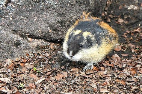 Lemmings Facts! | Always Learning!