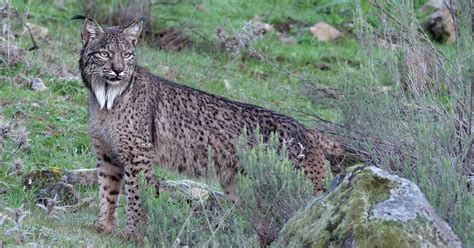 Lince ibérico