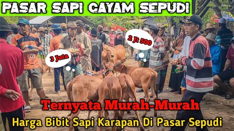 Ternyata Murah Harga Bibit Sapi Karapan Langsung Di Pasar Sepudi