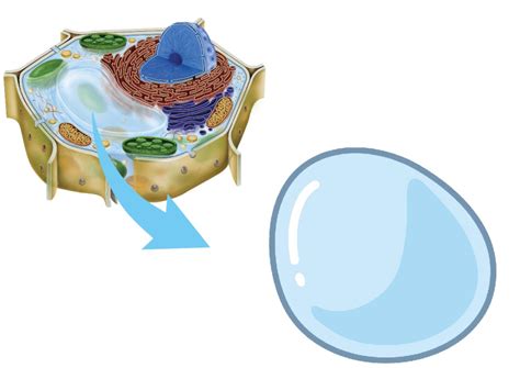 Vacuole Diagram