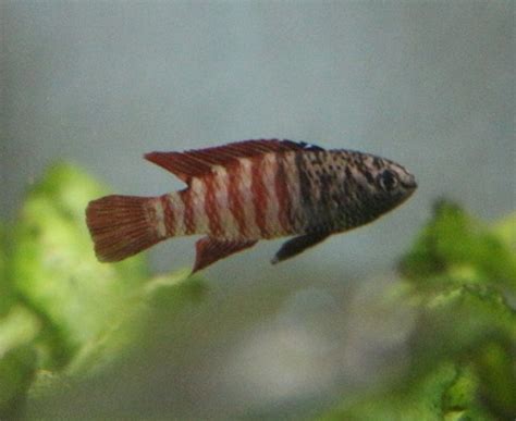 タイガーバジスが発色してきました : アクアマリン