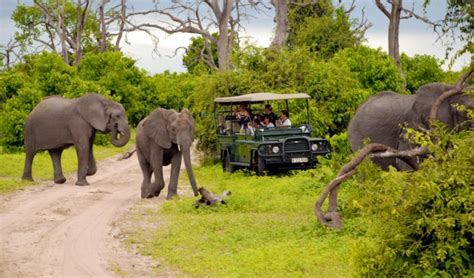 Botswana Luxury Safari What To Do And See