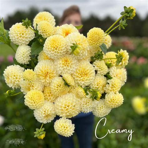 Creamy Dahlia Tubers Petals In Bloom Flower Farm