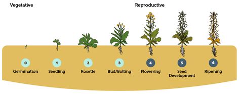 Canola Plant Stages