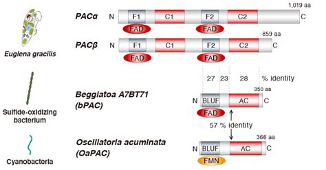 An optogenetic tool for intracellular cAMP production:Biophotonics ... 