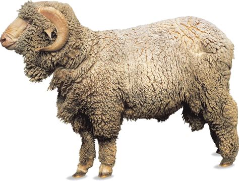 Sheep Characteristics Breeds And Facts Britannica