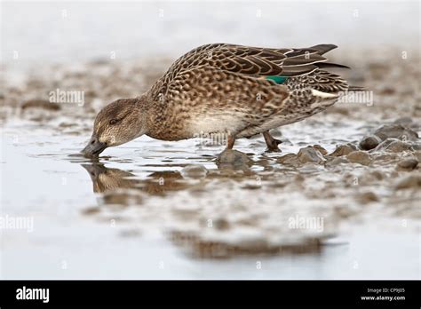 Common Teal - Female Stock Photo - Alamy