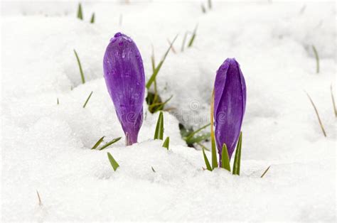 桦树森林冰融解天空雪春天树干 库存图片 图片 包括有 森林 工厂 自然 洪水 沈默 冷淡 晒裂 23175595