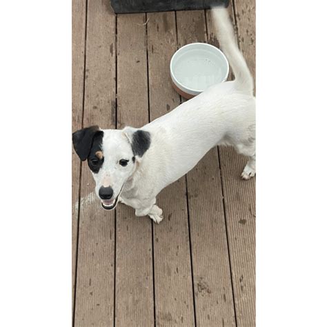 Blue Small Female Jack Russell Terrier Dog In Vic Petrescue