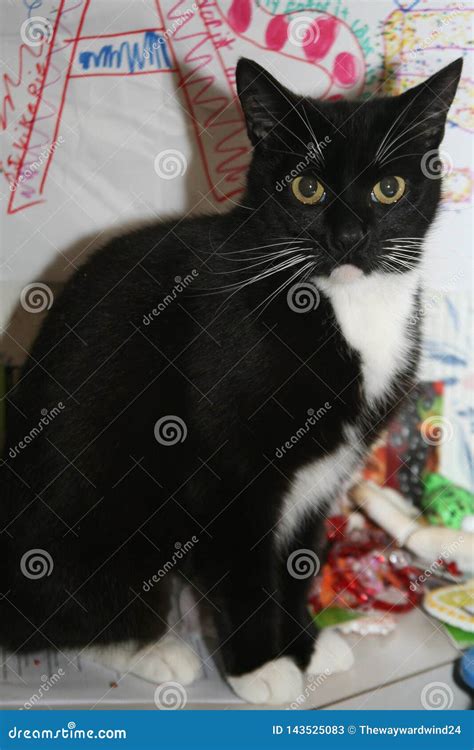 Black and White Tuxedo Cat stock image. Image of meditation - 143525083