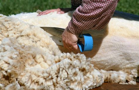 Sheep Shearing Free Photo Download | FreeImages