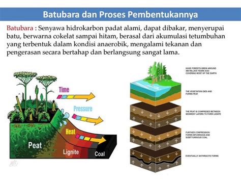 Proses Pembentukan Batubara Beserta Gambarnya Catat Berita Hari Ini