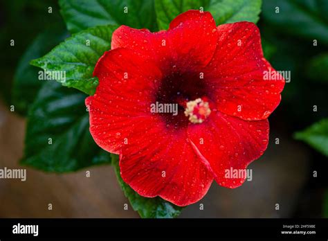 Hibiscus Flower The National Flower Of Malaysia Stock Photo Alamy