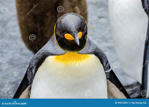 Penguins at Asahiyama Zoo. stock image. Image of cool - 99610657