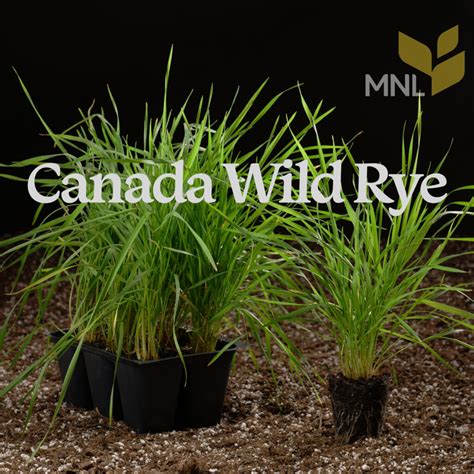 Canada Wild Rye Elymus Canadensis Six Pack