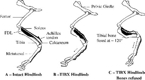 A Cartoon Of The Hindlimb Of A Sheep Showing The Relative Positions Of