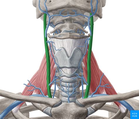 Veia Jugular Interna E Externa