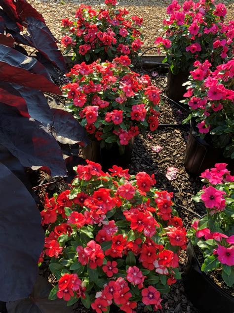 Vinca Tattoo Tangerine Truck Crops Trial Garden