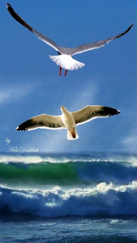 Pin By Peony On Fly Away Seascape Paintings Birds Painting Coastal