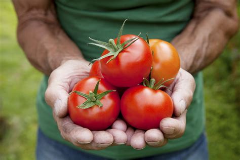 Tomate Fruta Ou Legume Veja Curiosidades Sobre O Alimento