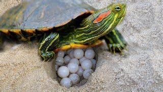 How Do Red Eared Slider Turtles Have Babies?