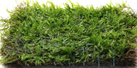 To G Java Moss Live Aquarium Carpet Plant Bogwood Ornament Fish