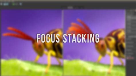 Best Focus Stacking Software: 5 Top softwares in 2024