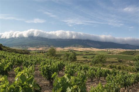 Las Bodegas Cosme Palacio Y Caser O De Due As Obtienen El Sello