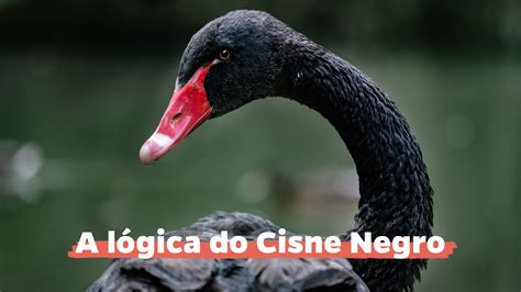 A L Gica Do Cisne Negro Expanda Mais Seu Grande C Rculo Impact Player