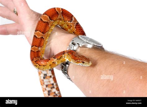 Corn Snake Bite