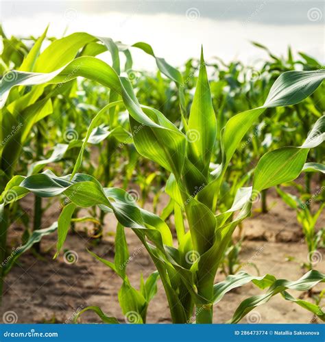 Young Corn Plants In A Corn Field Green Leaves Stem Stock Photo