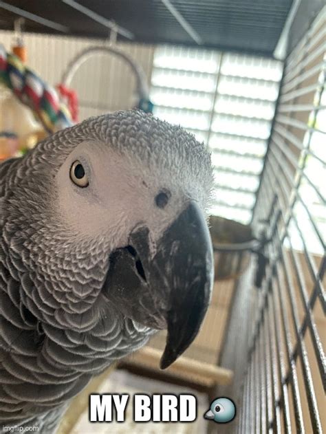 African Grey Parrot Imgflip