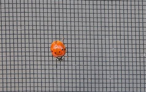 Fall Infestation Of Ladybug Lookalike Blamed On Summer Without A