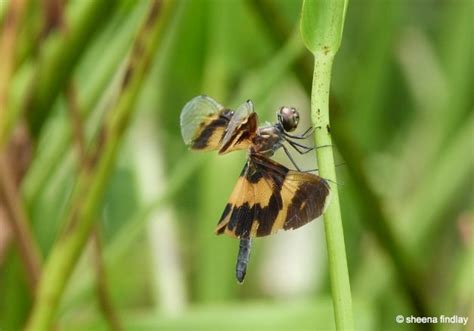 The Wetland Park, Hong Kong | BaldHiker