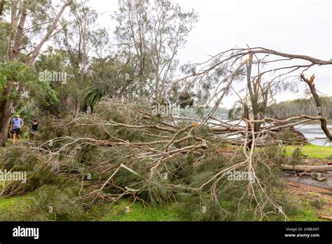 Sydney Northern Beaches Hit By Freak Storm Power Lines Down Trees