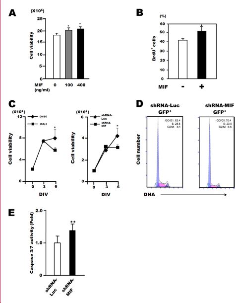 Figure 3 From Macrophage Migration Inhibitory Factor Mif Promotes