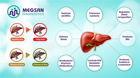 Unlocking The Gateway To Health The Importance Of Liver Function And Early Detection Of Liver