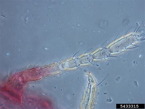 Pineapple Mealybug Dysmicoccus Brevipes