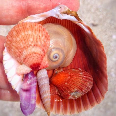 Seashell Island Sanibelstar Seashells Sanibel Island Seashell