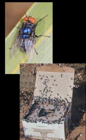 Week Parasitology Insects Maggot Flies Biting Lice Flashcards