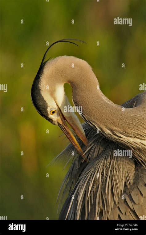 Great Blue Heron Preening Feathers Victoria British Columbia Canada