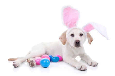 How To Have A Fun Dog Easter Egg Hunt | Home Sweet Pups