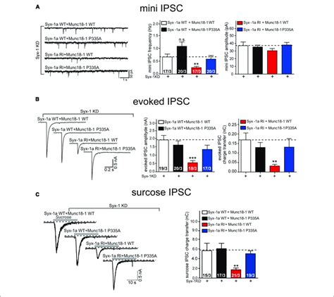 The Munc18 1 P335A Mutant Supports Synaptic Vesicle Exocytosis In