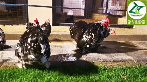 Cochin Bantams Mottled Cochin Bantams Cuckoo Cochin Bantams