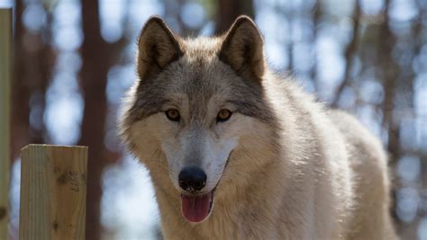 Why Do Dogs Howl With Wolves
